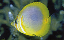 Image of Chaetodon aureofasciatus (Golden butterflyfish)