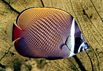 Image of Chaetodon collare (Redtail butterflyfish)
