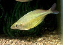 Image of Chilatherina fasciata (Barred rainbowfish)