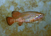 Image of Characodon lateralis (Rainbow characodon)