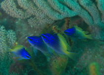 Image of Chromis limbaughi (Limbaugh\