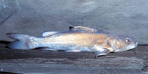 Image of Chrysichthys nigrodigitatus (Belly up)