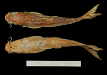 Image of Chrysichthys nyongensis 