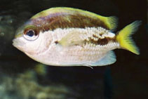 Image of Chromis okamurai (Okinawa chromis)