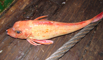 Image of Chelidonichthys queketti (Lesser gurnard)