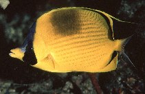 Image of Chaetodon semeion (Dotted butterflyfish)
