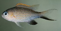Image of Pycnochromis vanderbilti (Vanderbilt\
