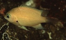 Image of Chromis xutha (Buff chromis)