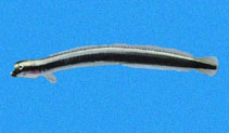Image of Clarkichthys bilineatus (Flagtail wormfish)