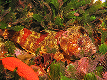 Image of Clinus taurus (Bull klipfish)