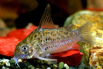 Image of Corydoras armatus (Sail cory)