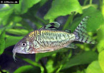 Image of Corydoras geryi (Bolivian cory)