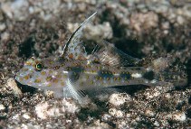 Image of Fusigobius inframaculatus (Innerspotted sandgoby)