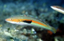 Image of Coris julis (Mediterranean rainbow wrasse)