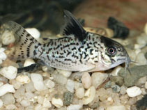 Image of Corydoras leucomelas (False spotted catfish)