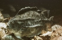 Image of Cyclopterus lumpus (Lumpfish)