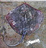 Image of Hemitrygon parvonigra (Dwarf black stingray)