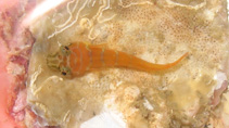 Image of Diplecogaster tonstricula (Eastern Atlantic cleaner clingfish)