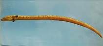 Image of Echiophis punctifer (Stippled spoon-nose eel)