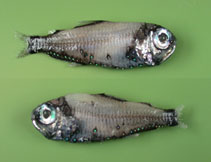Image of Electrona risso (Electric lantern fish)