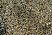 Image of Engyprosopon macrolepis (Largescale dwarf flounder)