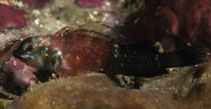 Image of Enneapterygius similis (Black-and-Red Triplefin)