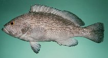 Image of Epinephelus undulosus (Wavy-lined grouper)