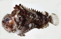 Image of Erosa erosa (Pitted stonefish)