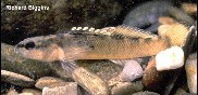 Image of Etheostoma percnurum (Duskytail darter)