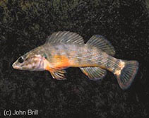 Image of Etheostoma rufilineatum (Redline darter)