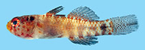 Image of Eviota sodwanaensis (Sodwana dwarfgoby)