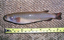 Image of Galaxias truttaceus (Spotted mountain trout)