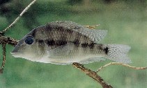 Image of Geophagus steindachneri (Redhump eartheater)