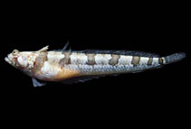 Image of Gillellus semicinctus (Half-banded stargazer)