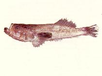 Image of Xenocephalus elongatus 