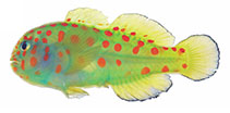 Image of Gobiodon aoyagii 