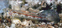 Image of Grallenia lipi (Filamented pygmy sand-goby)