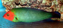 Image of Halichoeres rubricephalus (Redhead wrasse)