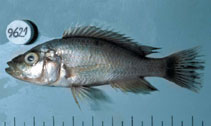 Image of Haplochromis squamipinnis 