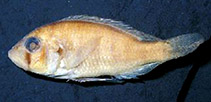 Image of Haplochromis turkanae (Turkana haplo)