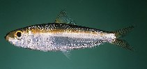 Image of Herklotsichthys lossei (Gulf herring)