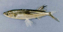 Image of Parexocoetus mento (African sailfin flyingfish)