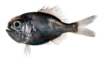 Image of Hoplostethus japonicus (Western Pacific roughy)