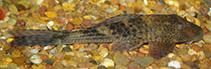 Image of Hypostomus aspilogaster (Jacuhy pleco)