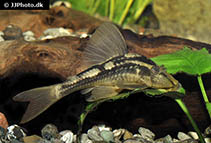 Image of Hypostomus basilisko 