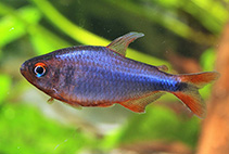 Image of Hyphessobrycon wadai 