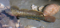 Image of Istigobius ornatus (Ornate goby)