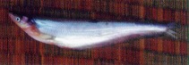 Image of Phalacronotus micronemus 