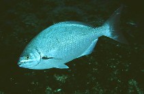 Image of Kyphosus sectatrix (Bermuda sea chub)
