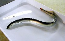 Image of Lampetra fluviatilis (River lamprey)